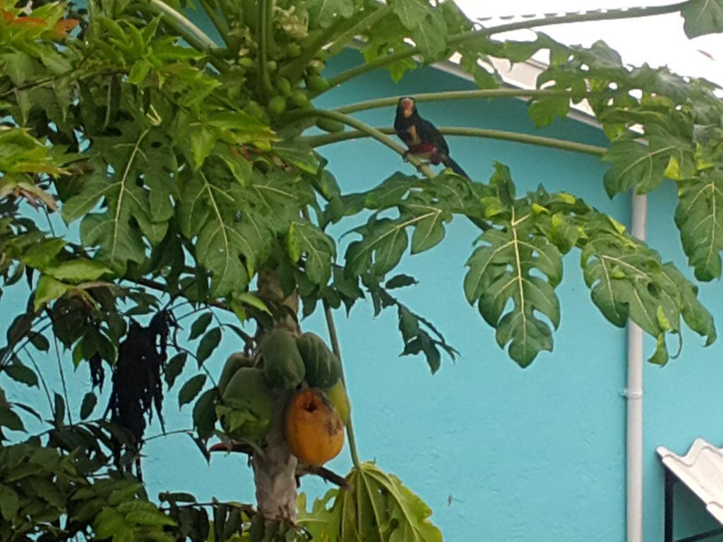 Cabinas Tropicales Puerto Jiménez エクステリア 写真